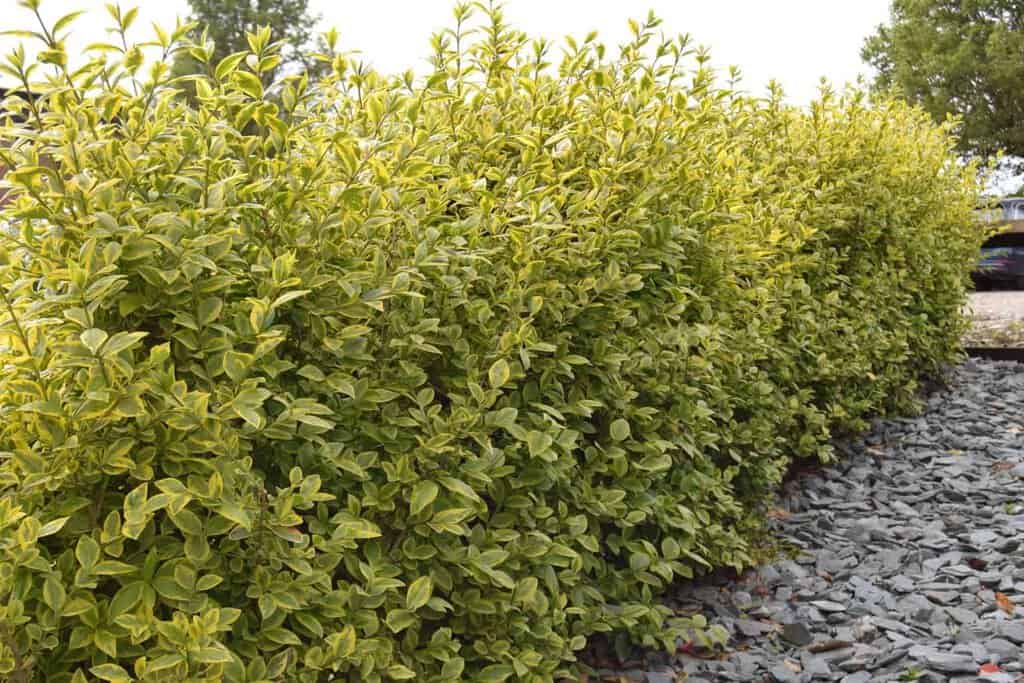 Ligustrum ovalifolium 'Aureum' 40-60 cm